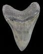 Serrated, Lower Megalodon Tooth - Georgia #72806-2